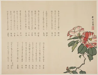 Blühende Kamelie, ca. 1818-1829